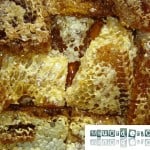 100% Madu Asli