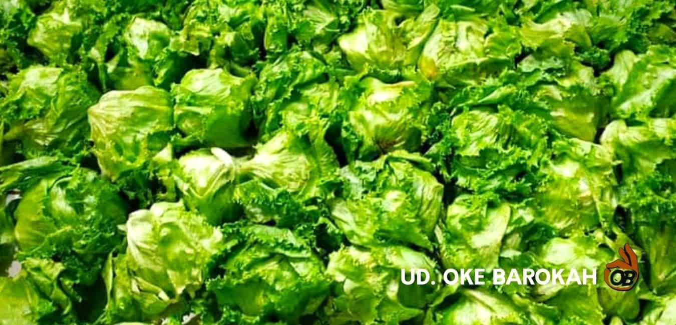 Jual Sayuran Lettuce Segar di Cipayung, Jaktim. Kualitas